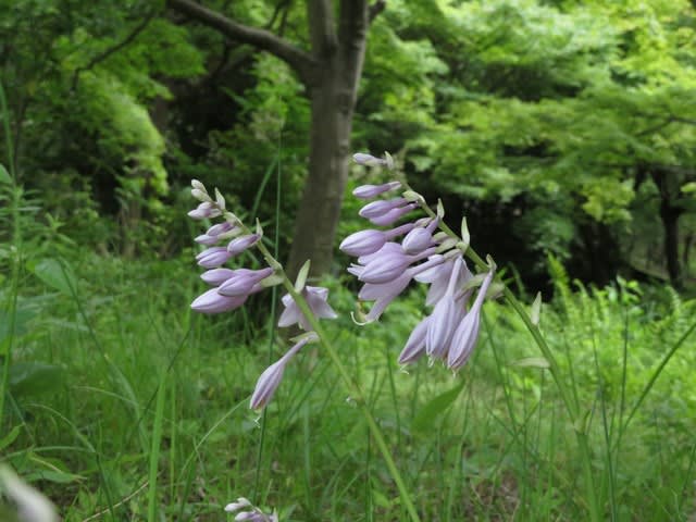 スズランノキ モクゲンジとの出会い 宇治市植物公園年6月下旬 1 なつみかんの木々を見上げて