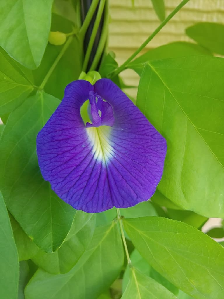 咲き始めたバタフライピーの花 休耕田のハーブたち