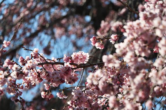 R_20170405MTZK9965.jpg