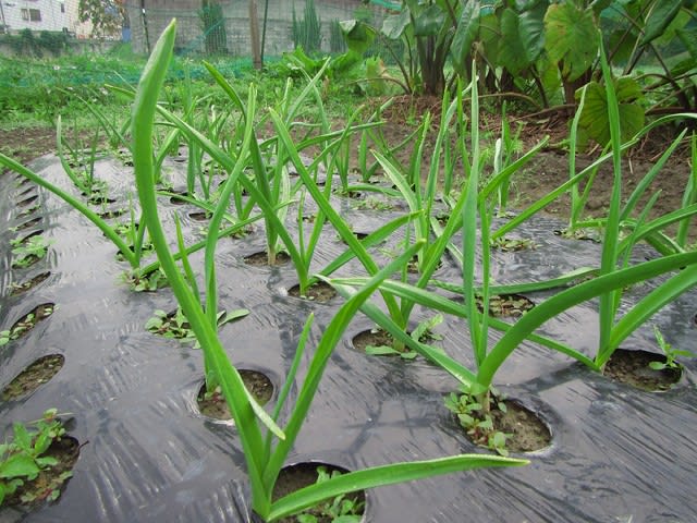 ニンニク・ジャンボニンニクの発芽状況 - 大好き!野菜の時間 ニンニク・ジャンボニンニクの発芽状況 - 大好き!野菜の時間