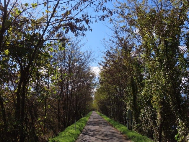 奈良井川左岸堤防道路