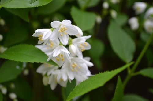 クレマチス モンタナ系 スノーフレーク やヒメウツギが咲き始めました Haruの庭の花日記 Haru S Garden Diary