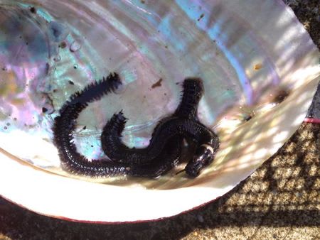 これは オニイソメ 三浦半島で とことん遊ぼう 格安で短期滞在いかがですか 秋谷海岸そば 秋谷倶楽部 ぜひご利用ください