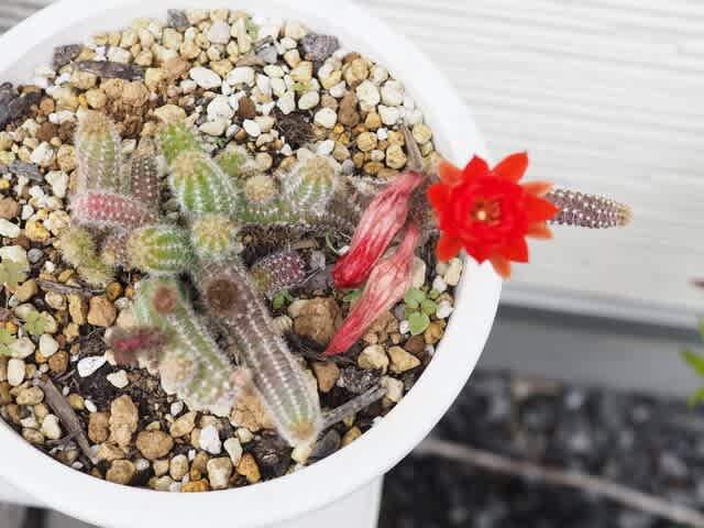 多肉植物 花サボテン 白檀 プラ、ヤンジとリンカーンの宝石