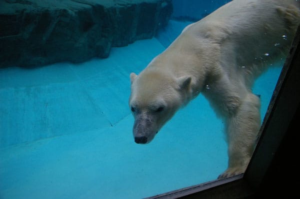 アイスの毛 シロクマ日和 A Perfect Day For Polar Bear