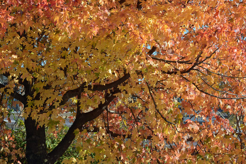Dsc_5708 Dsc_5708