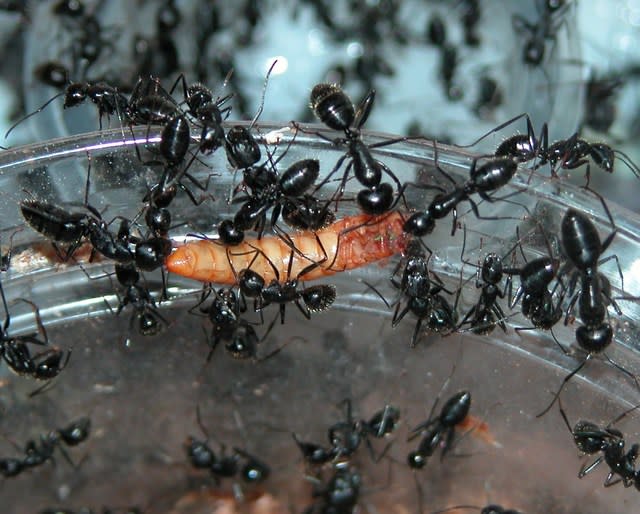 １０９６ ケブカクロオオアリ 採餌 ミルワーム 蟻取物語