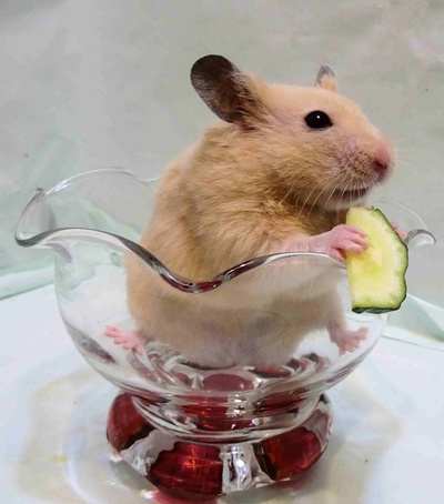 グラスの中できゅうり - 04e36187a7D07c3495663268a40D6D1b グラスの中できゅうり - 04e36187a7D07c3495663268a40D6D1b