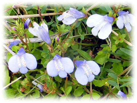 春の野の花 鷺が飛んでいるように見える小さな紫の花 ムラサキサギゴケ 紫鷺苔 日々是好日 とっつあんの雑記帳