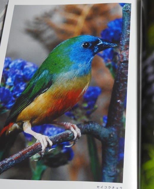 世界の美しい鳥図鑑 Tori Biyori