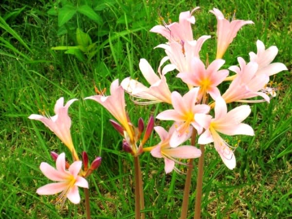 ナツズイセン 夏水仙 花茎の先にユリに似たあでやかなピンクの花 く にゃん雑記帳