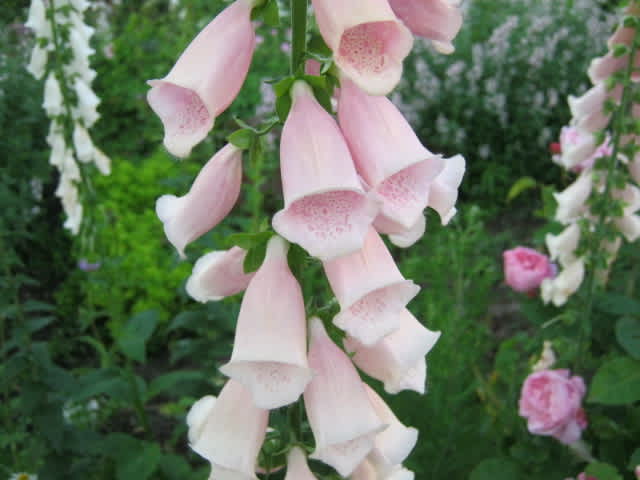 ジギタリス プルプレア サットンズ アプリコット 小さな庭のナチュラルガーデニング ジギタリス プルプレア サットンズ アプリコット 小さな庭のナチュラルガーデニング