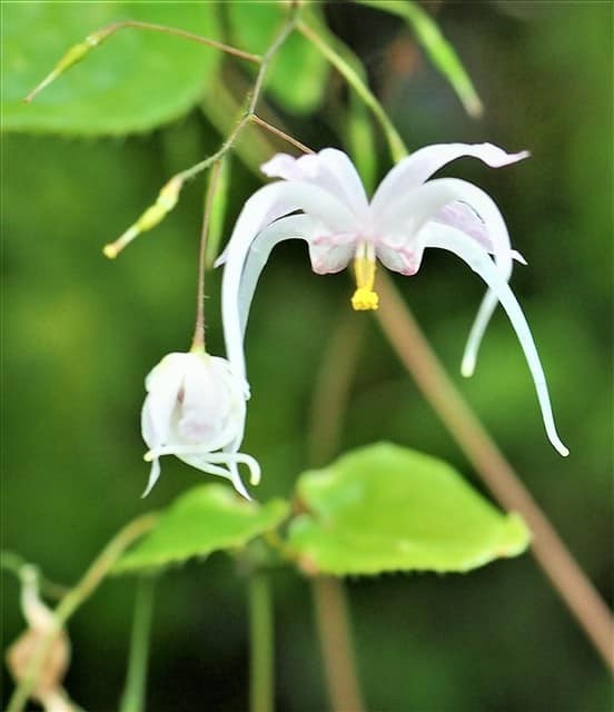 イカリソウの遅咲きの花達 山の花は友達