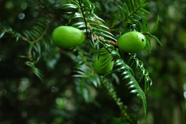 カヤの実 丘陵地に自生 里山の野草と花木 宮城県北トレッキング