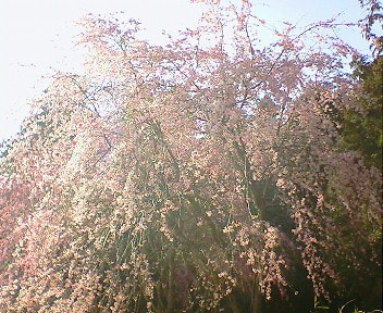栃木 桜