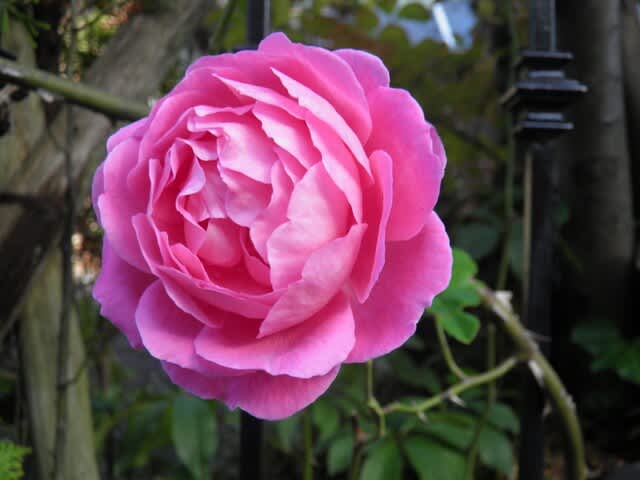 フラゴナール Fragonard ホワイトゲーブルの庭