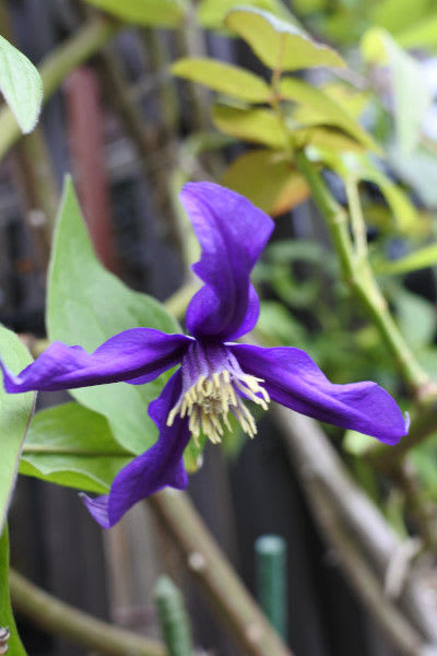 クレマチス インテグリフォリア 'プリティー・イン・ブルー'の花色が素敵 - 四季彩ガーデンにようこそ