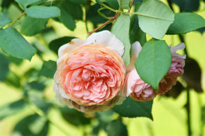 わが庭の歳時記 バラとユリの咲く庭 熟年の文化徒然雑記帳