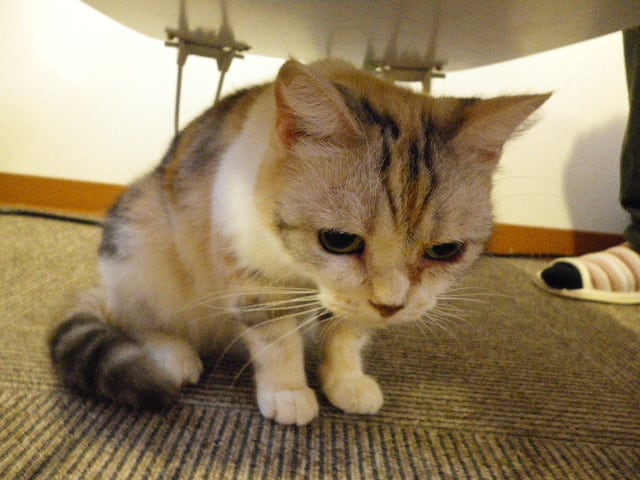 福島県会津 アミパ アミューズパーク 猫カフェ Futaba S Life