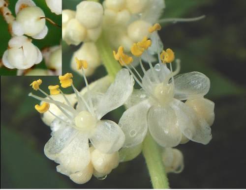 ヤブミョウガ 半透明の花 里山コスモスブログ