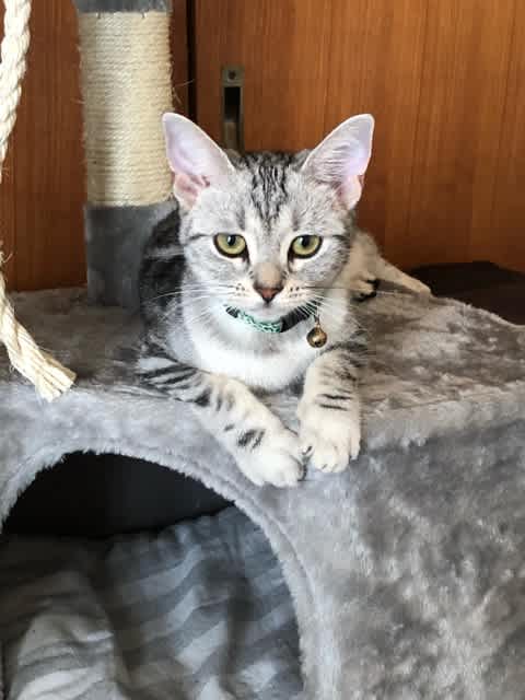 フィアンセ登場 猫 アメショのray 時々 父ちゃんの足あと