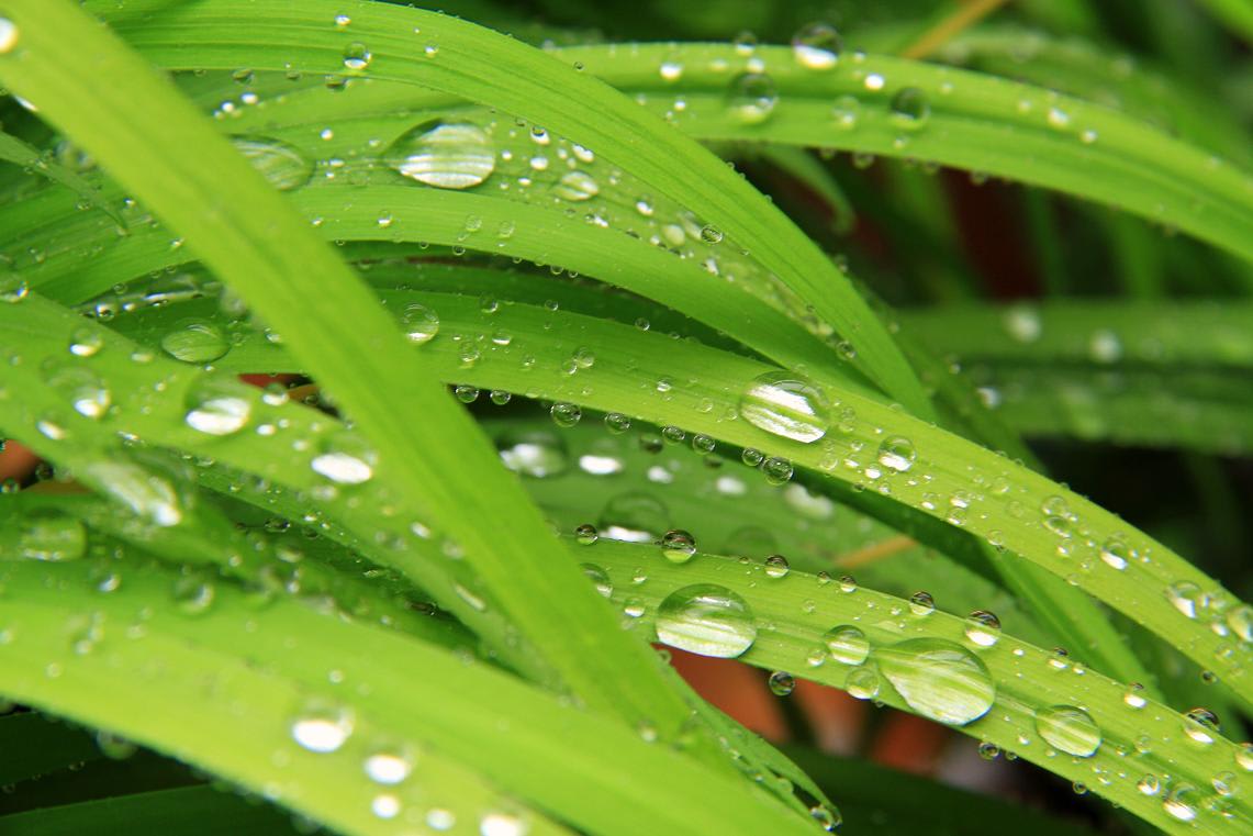 雨の日の雫の画像