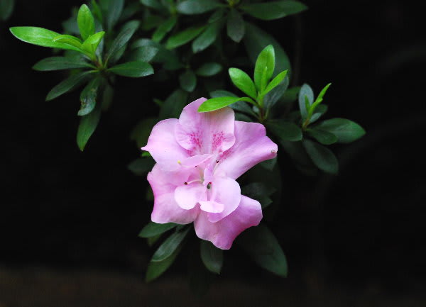 ピンク色の八重アザレア ジージのドイツ花便り