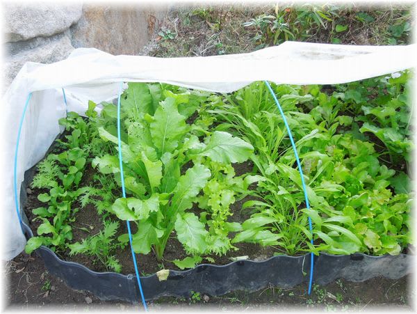 不耕起混植の畝