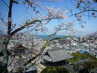 三井寺の桜の写真