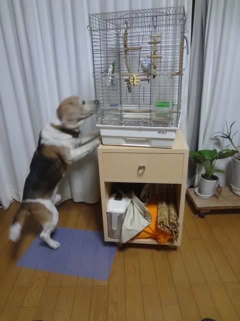 相性 犬 インコ ウィステリア家具工房 ブログ