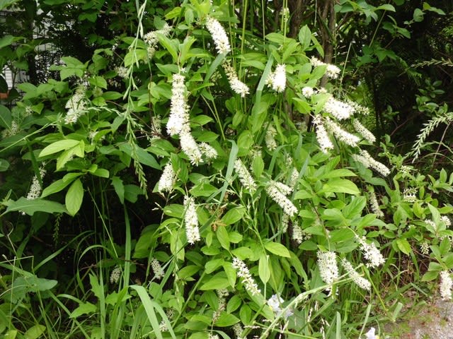 コバノズイナ 木葉の随菜 リトルヘンリー 18 花熟里 けじゅくり の静かな日々