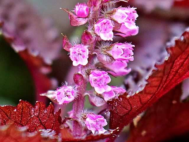 シロスジアマリリスと赤紫蘇の花 Gardening2