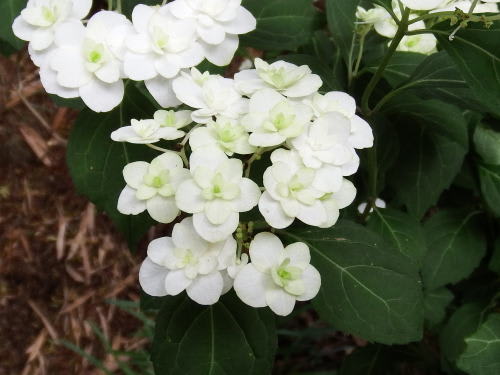 紫陽花寺