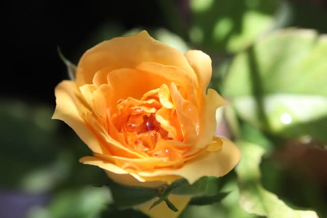 バラ ゴルデルゼとオクトーバーフェスト バラの花がまた増えた お庭の出来事2 つづきです バラ ゴルデルゼとオクトーバーフェスト バラの花がまた増えた お庭の出来事2 つづきです