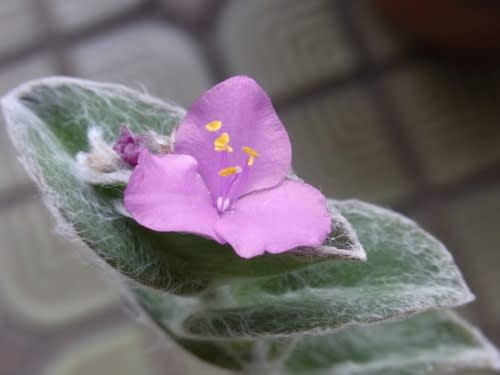トラデスカンチア シラモンタナ ｎｉｗａ ｎｉｈａ ｈａｎａ 庭には花