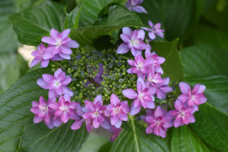 18 庭の花便り 紫陽花 ダンスパーティーと 渦紫陽花の蕾 Yopikoの たなばた日記
