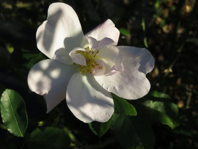 ふんわりと広がった白い花弁の末端がほんのりと紅を帯びるバラ エルフ 薔薇シリーズ171 野の花 庭の花