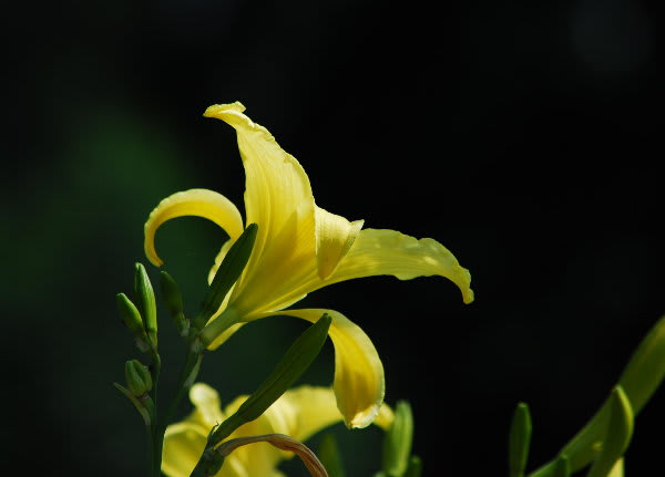 黄色いキスゲの花 ジージのドイツ花便り