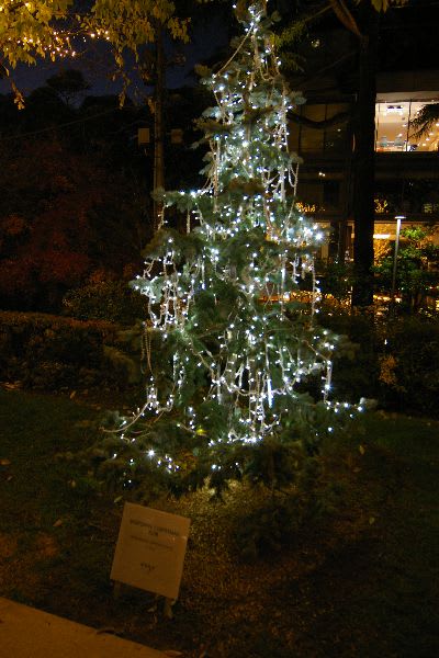 エンヤの木のクリスマスイルミネーション