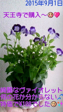 ヴァイオレットの花を購入 艸 ハッピー ガーデニング