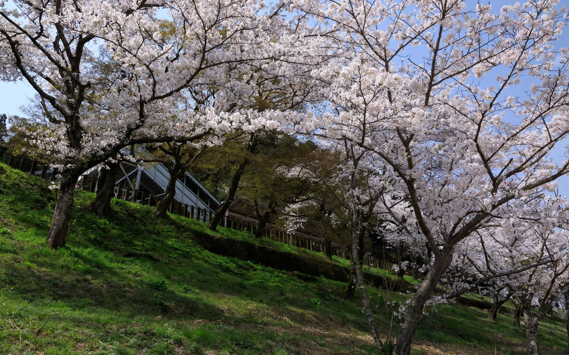 18年桜の京都 笠置キャンプ場の壁紙 計27枚 壁紙 日々駄文