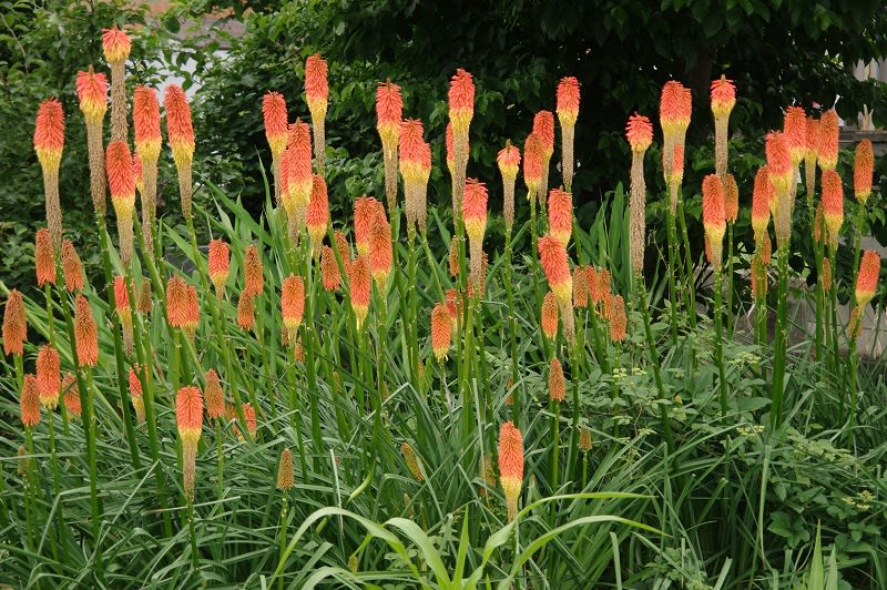 トリトマ Torch Lily の花 めいすいの写真日記