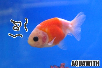 国産桜錦赤いほう アクアウィズのオススメ 熱帯魚