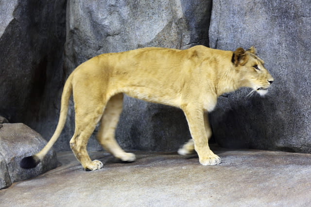 動物園 動物写真その2 ライオン Toppo World