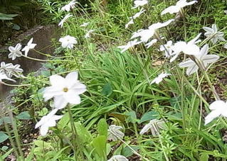白い花の雑草は ハナニラ ですって ありがとう サチコのときどきダイアリー