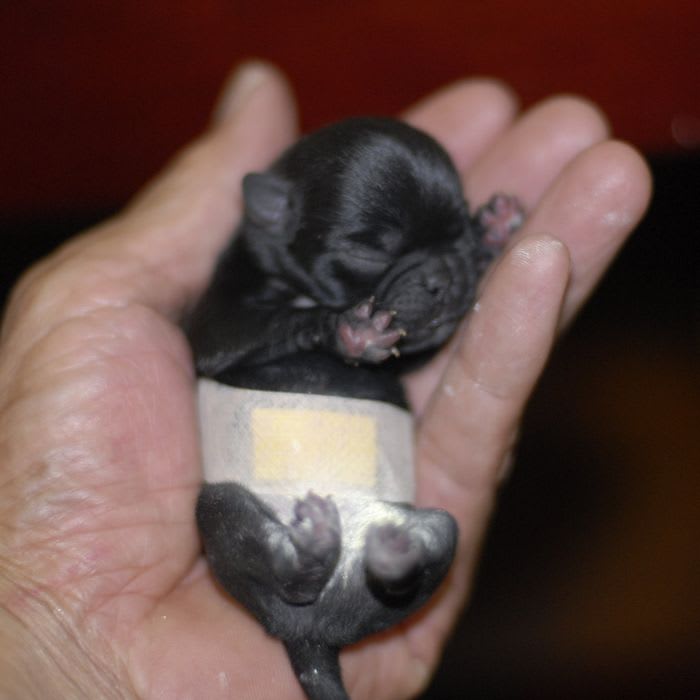 赤ちゃん 産まれましたー Blog Keiko French Bulldog Pag フレンチブルドッグ パグ 柴犬のブログ