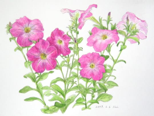 ペチュニア 花の絵いっぱい描きたい