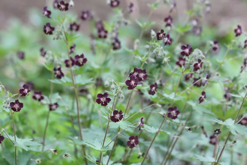 気になる黒い花 デジブラ 花日記 気になる黒い花 デジブラ 花日記
