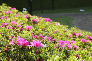 水道ツツジ公園