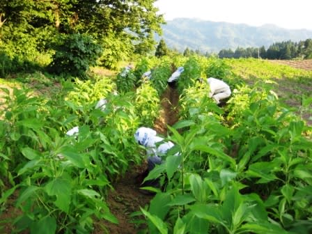 菊芋栽培は共同作業で 妙高市 地域のこし協力隊 サポート人ブログ 妙高発 広げよう地域の輪 和 話